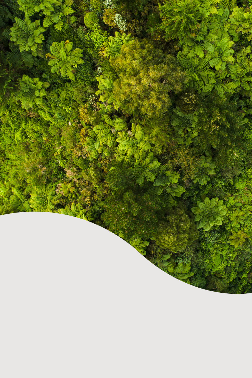 Green ferns and moss, a reminder of the natural places we care for